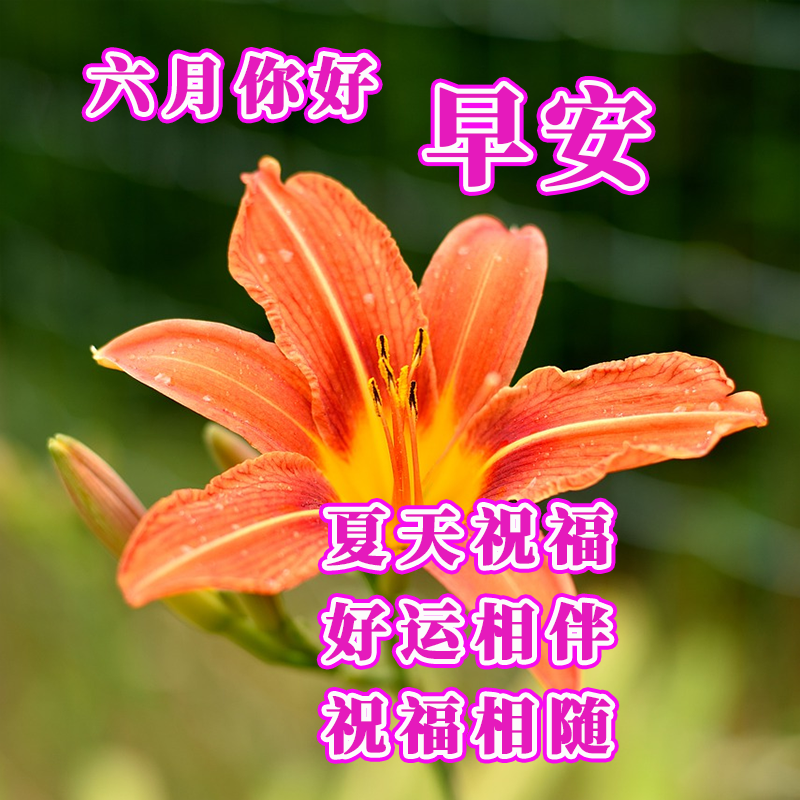 早上好最新圖片，開啟美好一天的溫馨問候